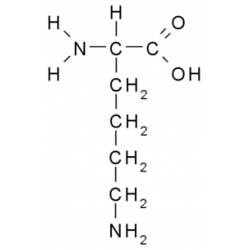 Лизин (L-Lysine) Лизин (L-Lysine)